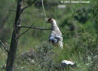 White Eared Pheasant - Crossoptilon crossoptilon