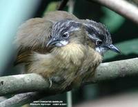 Grey-throated Babbler - Stachyris nigriceps
