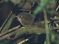 Rufous-throated Wren Babbler - Spelaeornis caudatus