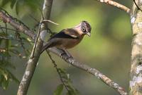 Black-crowned Barwing - Actinodura sodangorum