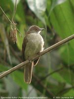 Spectacled Bulbul - Pycnonotus erythropthalmos