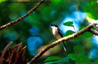 Bar-winged Flycatcher-shrike - Hemipus picatus