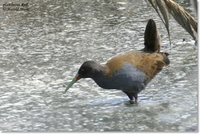 Plumbeous Rail - Pardirallus sanguinolentus