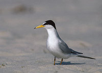 Least Tern (Sterna antillarum) photo