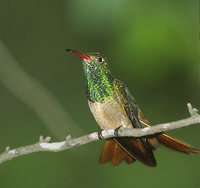Buff-bellied Hummingbird (Amazilia yucatanensis) photo