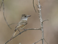 Dusky-capped Flycatcher (Myiarchus tuberculifer) photo