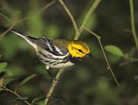 Black-throated Green Warbler (Dendroica virens) photo