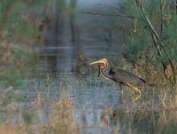 Purple Heron (Ardea purpurea) photo