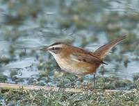 Moustached Warbler (Acrocephalus melanopogon) photo