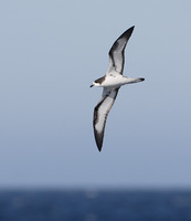 Dark-rumped Petrel (Pterodroma phaeopygia) photo