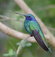 Sparkling Violet-ear (Colibri coruscans) photo