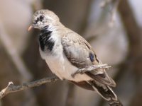 Namaqua Dove - Oena capensis