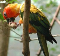 Sun Parakeet - Aratinga solstitialis