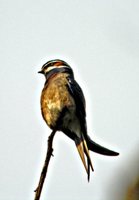 Whiskered Treeswift - Hemiprocne comata