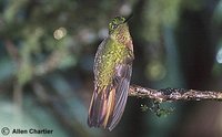 Chestnut-breasted Coronet - Boissonneaua matthewsii