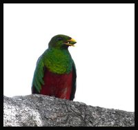 White-tipped Quetzal - Pharomachrus fulgidus