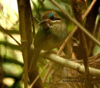 Tody Motmot - Hylomanes momotula