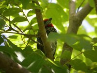 Black-spotted Barbet - Capito niger