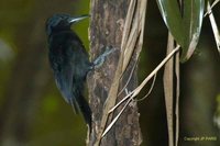 Guadeloupe Woodpecker - Melanerpes herminieri