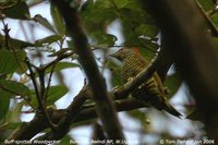 Buff-spotted Woodpecker - Campethera nivosa