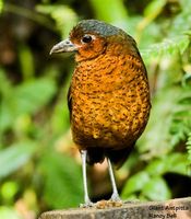 Giant Antpitta - Grallaria gigantea