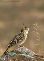 Tawny Lark - Galerida deva