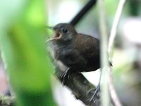 Nightingale Wren - Microcerculus philomela