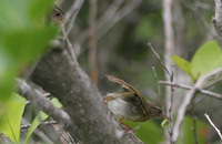 Green Crombec - Sylvietta virens