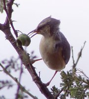 Cape Crombec - Sylvietta rufescens