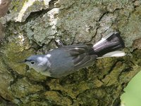 Blue-gray Gnatcatcher - Polioptila caerulea