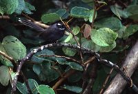 White-throated Fantail - Rhipidura albicollis