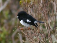 Tomtit - Petroica macrocephala