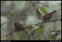 White-naped Yuhina - Yuhina bakeri