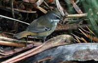 White-browed Scrubwren - Sericornis frontalis