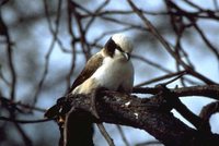 White-crowned Shrike - Eurocephalus anguitimens