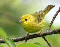 Yellow Warbler - Dendroica petechia