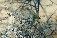 Green-tailed Towhee - Pipilo chlorurus