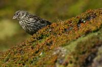 *NEW* Yellow-bridled Finch - female