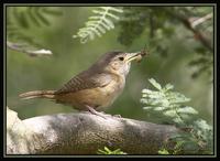 House Wren