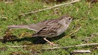 Golden-crowned Sparrow