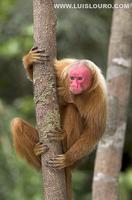 Uakari Monkey