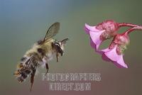 Shrill Carder Bee ( Bombus sylvarum ) stock photo