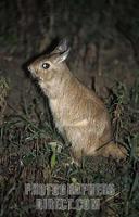 Springhare , Pedetes capensis , Hwange National Park , Zimbabwe stock photo