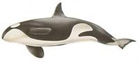 Killer whale