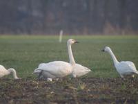 Bewick's Swan Cygnus columbianus bewickii