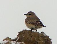 Isabelline Wheatear. Photo © D. Mantle