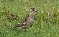 Grey-Plover