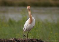 Cattle Egret Bubulcus ibis 황로