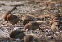 붉은머리오목눈이 Vinous-throated parrotbill Paradoxornis webbiana Sock-Cho, 2002.1. 22