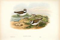 Richter after Gould Little Ringed Plover (Aegialitis minor)